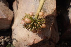 Haemanthus humilis