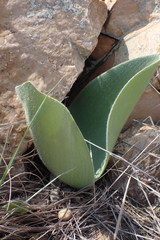 Haemanthus humilis
