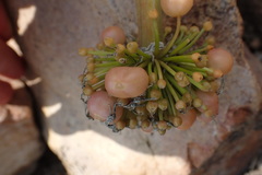 Haemanthus humilis