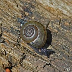 Helminthoglypta tudiculata