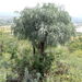 Cussonia paniculata - Photo (c) David Hoare,  זכויות יוצרים חלקיות (CC BY-NC), הועלה על ידי David Hoare