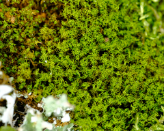 Amphidium californicum