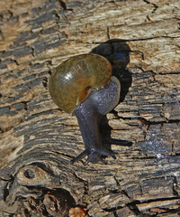 Helminthoglypta tudiculata