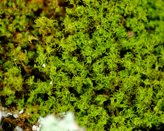 Amphidium californicum