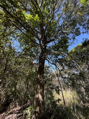 Schima superba superba