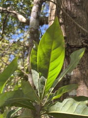 Schima superba superba