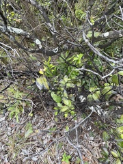 Diospyros sandwicensis
