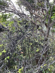 Diospyros sandwicensis