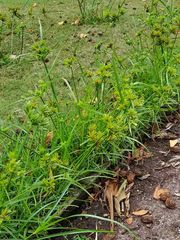 Cyperus eragrostis