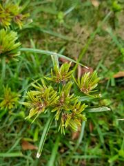 Cyperus eragrostis