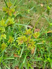 Cyperus eragrostis