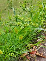 Cyperus eragrostis