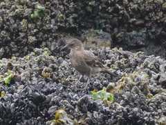 Cinclodes taczanowskii