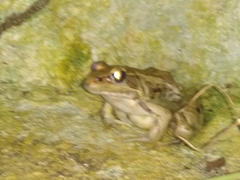 Lithobates brownorum