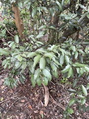 Diospyros sandwicensis