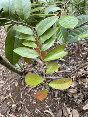 Diospyros sandwicensis