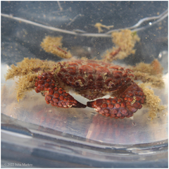 Paraxanthias taylori