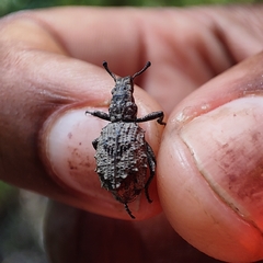 Microcerus