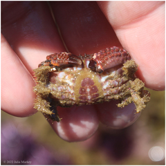 Paraxanthias taylori