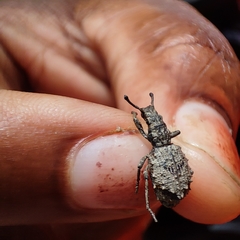Microcerus