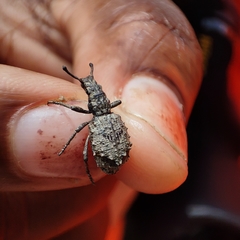 Microcerus