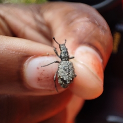 Microcerus
