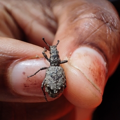 Microcerus