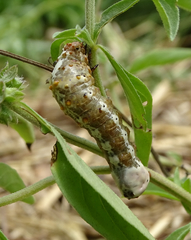 Papilio demodocus demodocus