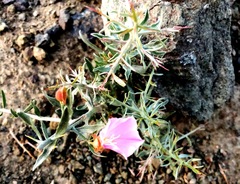 Convolvulus tragacanthoides