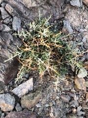 Convolvulus tragacanthoides