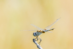 Urothemis