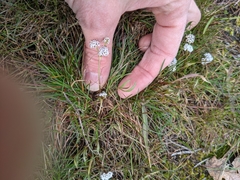 Lomatium piperi