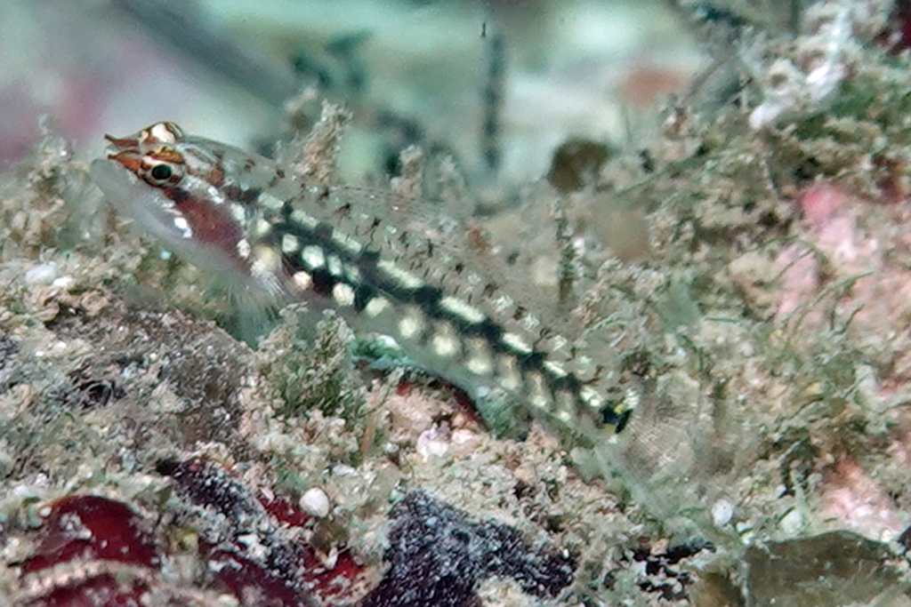 Long-Snout Dwarfgoby