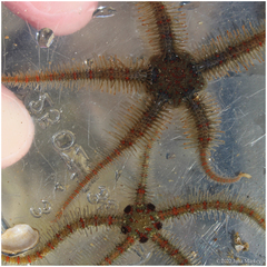 Ophiothrix spiculata image