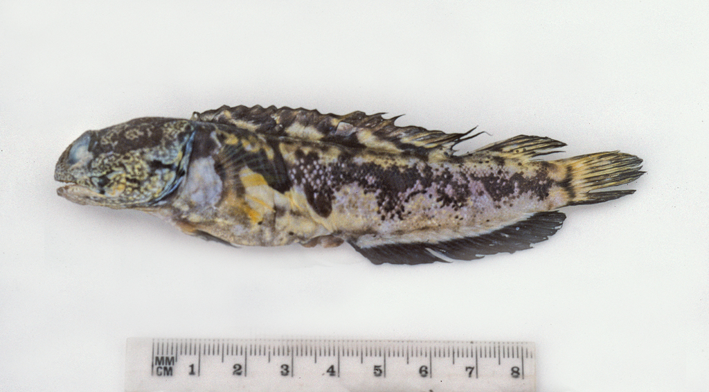 Black-spot jawfish (Opistognathus jacksoniensis) — Opistognathidae