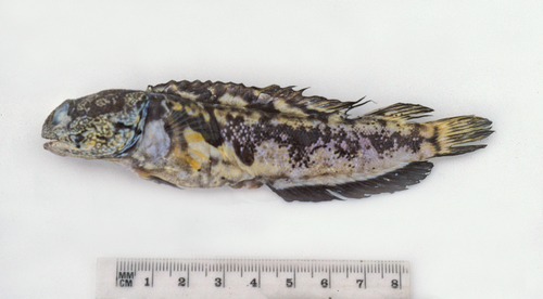 Black-spot jawfish (Opistognathus jacksoniensis) — Opistognathidae