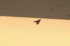 Pyrausta napaealis