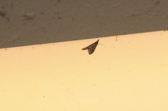Pyrausta napaealis