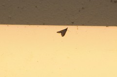 Pyrausta napaealis