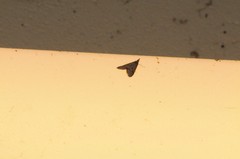 Pyrausta napaealis