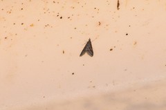 Pyrausta napaealis