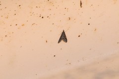 Pyrausta napaealis