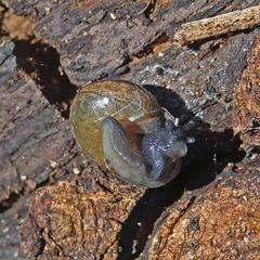 Helminthoglypta tudiculata