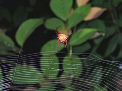 Macracantha arcuata