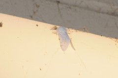 Spilosoma vestalis