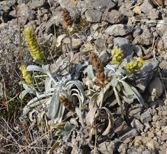 Sideritis catillaris