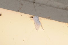 Spilosoma vestalis