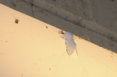 Spilosoma vestalis