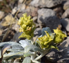 Sideritis catillaris