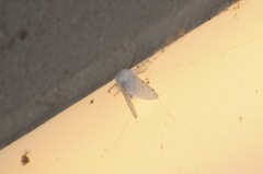Spilosoma vestalis